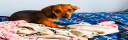 Dachshund dogs for sale: Beautiful female Dachshund puppy  - Advert 2