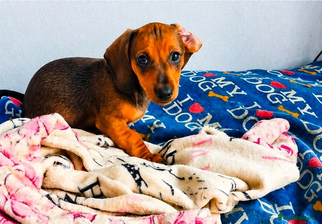 Dachshund dogs for sale: Beautiful female Dachshund puppy  - Advert 2