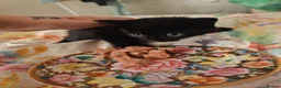 Mixed Breed cats for sale: 4 kittens  - Advert 8