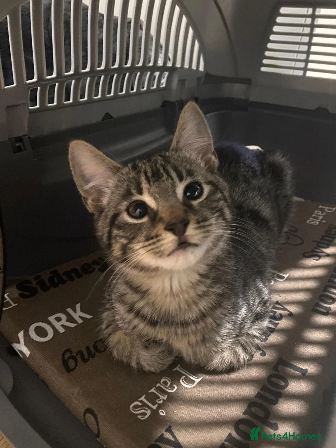 Mixed Breed cats for sale: Cute kitten for sale  - Advert 1