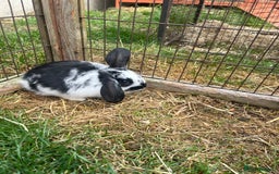 English Lop rabbits for sale: Beautiful bunnies in Pontefract - Image 16