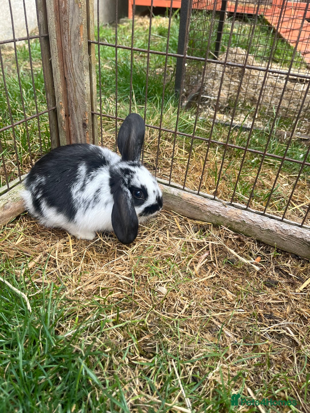 English Lop rabbits for sale: Beautiful bunnies in Pontefract - Image 16
