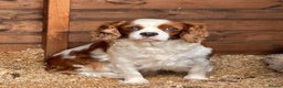 Cavalier King Charles Spaniel dogs for sale: Stunning King Charles cavalier puppies  - Advert 1