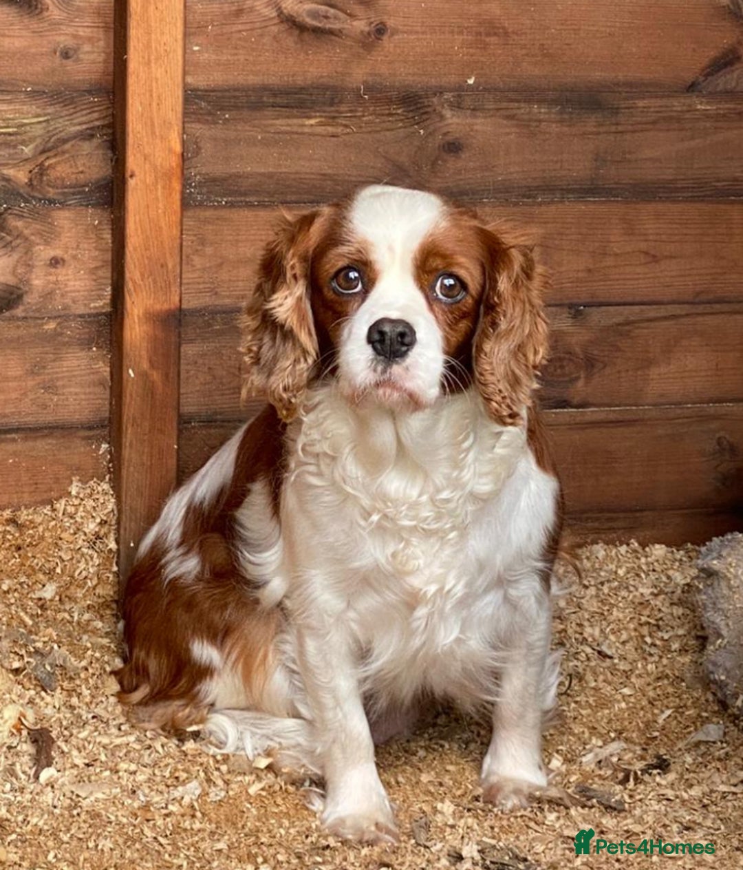 Cavalier King Charles Spaniel dogs for sale: Stunning King Charles cavalier puppies  - Advert 1