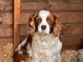 Cavalier King Charles Spaniel dogs Stunning King Charles cavalier puppies - Advert 2