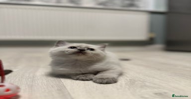 Ragdoll cats - Advert 2