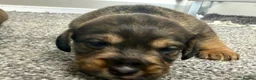 Mixed Breed dogs for sale: Miniature schnoxie/schnauzund puppy’s  - Advert 22