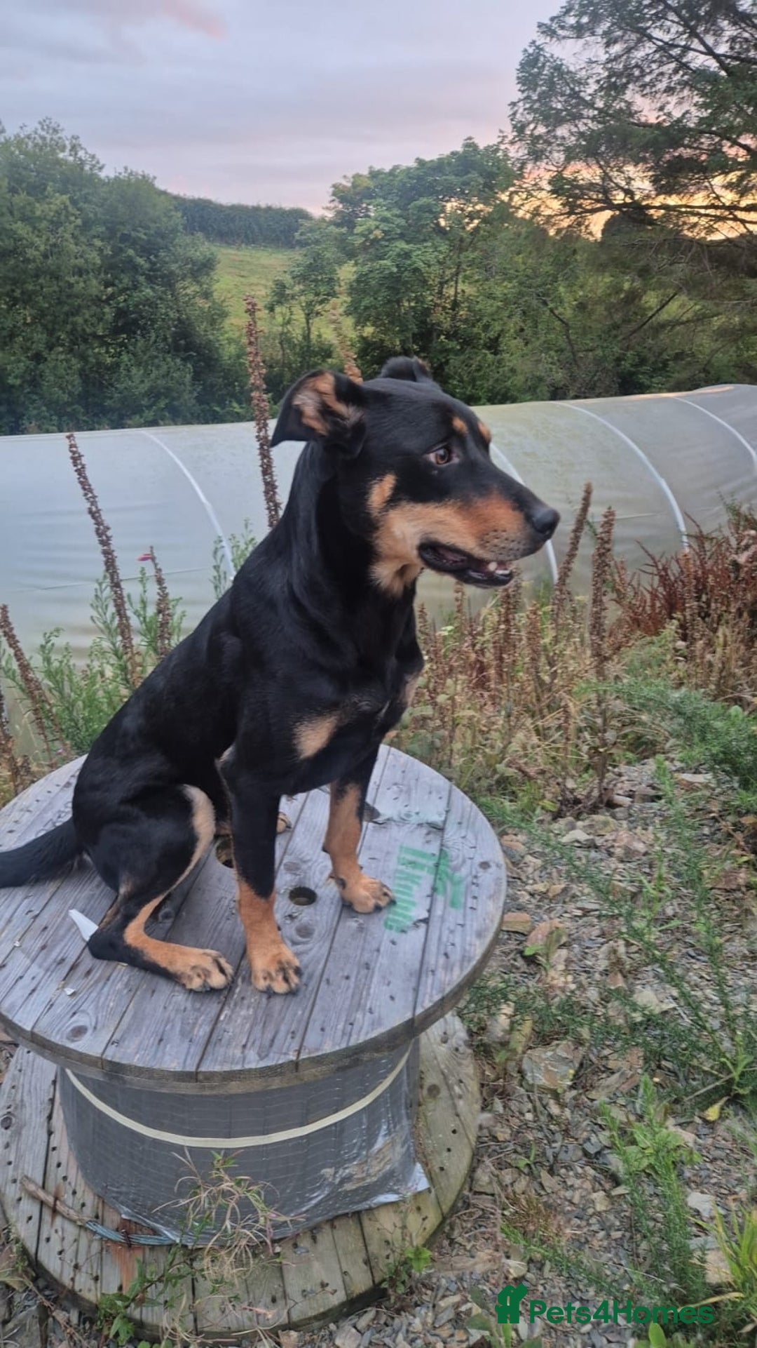 Mixed Breed dogs for sale: Huntaway x collie pups - Advert 13