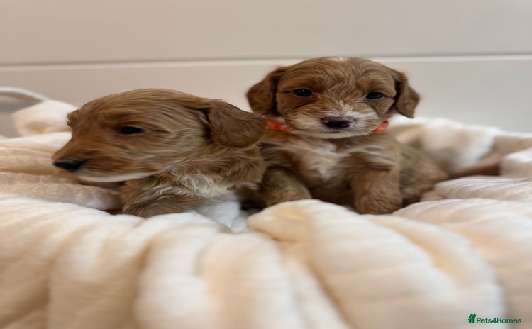 Australian Labradoodle dogs - Advert 1