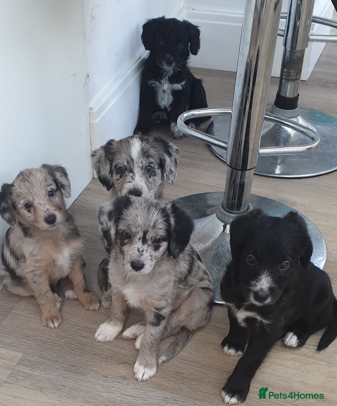 Toy Poodle dogs for stud: ‘Teddy’ KC Registered/Health tested Toy Stud in Wigan - Image 21