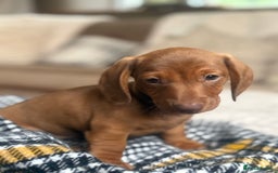 Miniature Dachshund dogs for sale: Two Adorable Girls Looking For Families  - Image 8