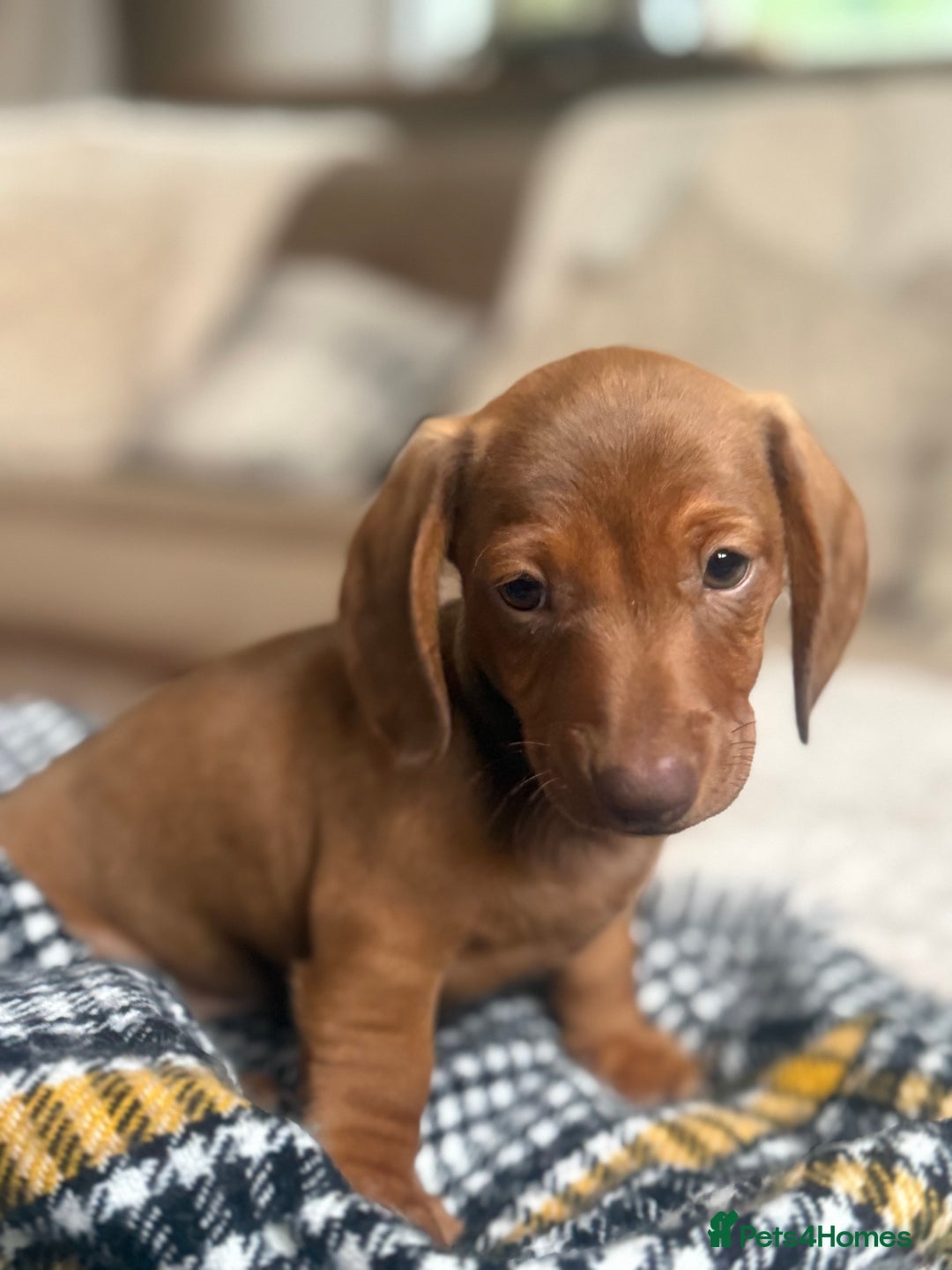 Miniature Dachshund dogs for sale: Two Adorable Girls Looking For Families  - Image 8