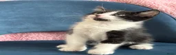 Mixed Breed cats for sale: * 7 BEAUTIFUL KITTENS * 4 FEMALE AND 3 MALE * - Advert 23