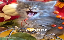 Maine Coon cats for sale: Maine coon kittens - Image 33
