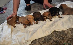 Mixed Breed dogs for sale: Beautiful jackchi puppies  - Image 22