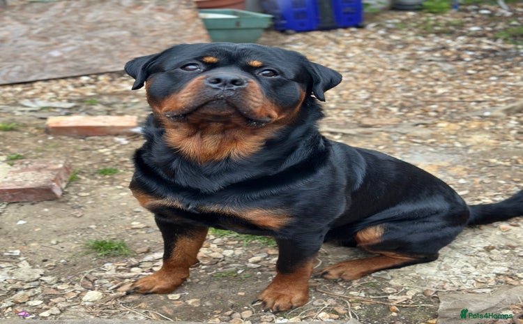 Rottweiler dogs - Advert 1
