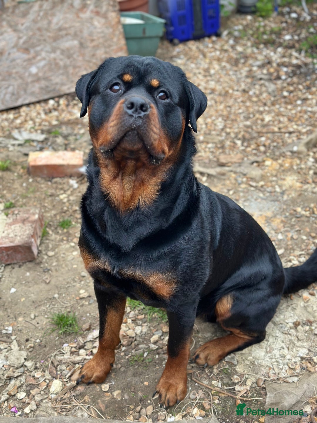 Rottweiler dogs for stud: Rottweiler Dog for Stud - Image 1