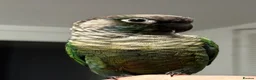 Conures birds for sale: Conure  - Advert 9