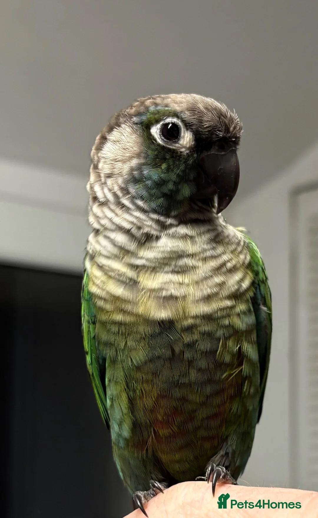 Conures birds for sale: Conure  - Advert 9