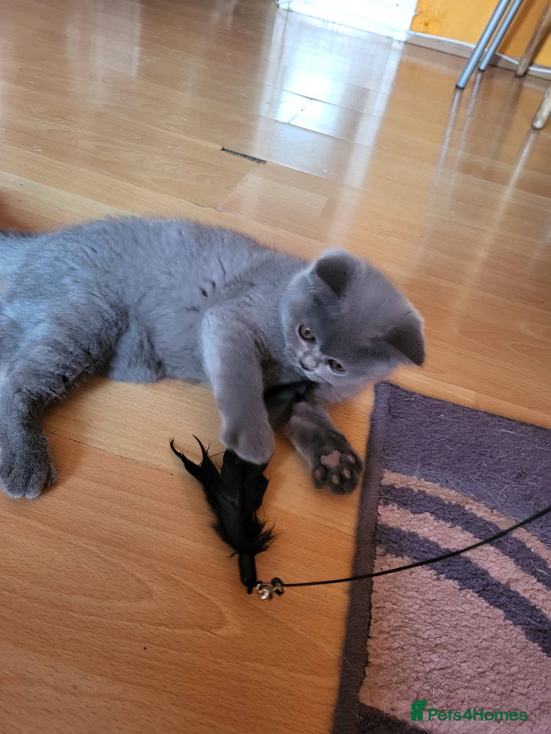 Scottish Fold cats for sale: Beautiful Female Scottish Straight Kitten - Image 6