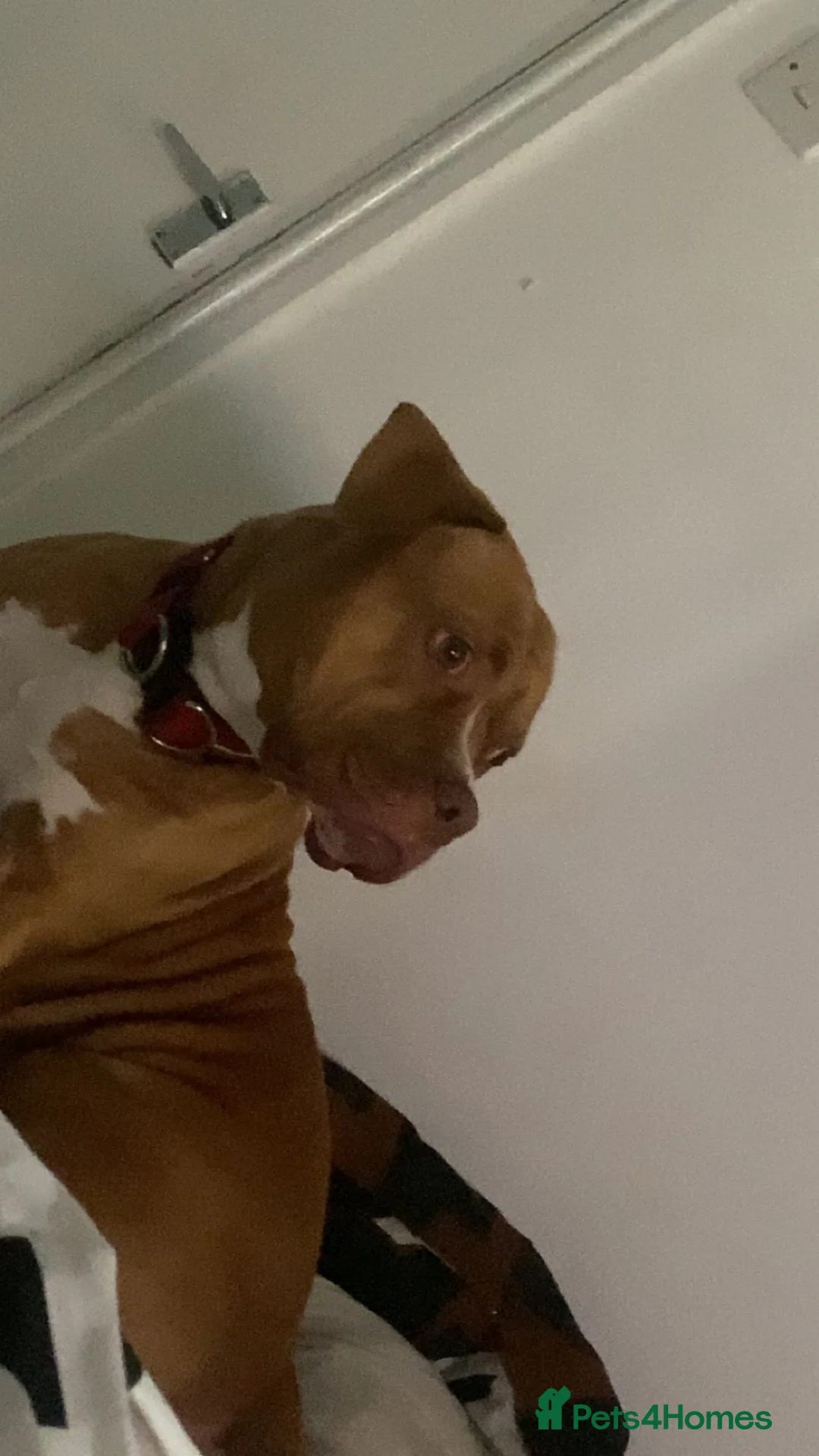 American Bulldog dogs for sale: American bulldog puppies cross in Rotherham - Advert 1