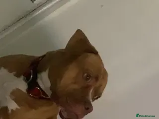 American Bulldog dogs American bulldog puppies cross - Advert 7