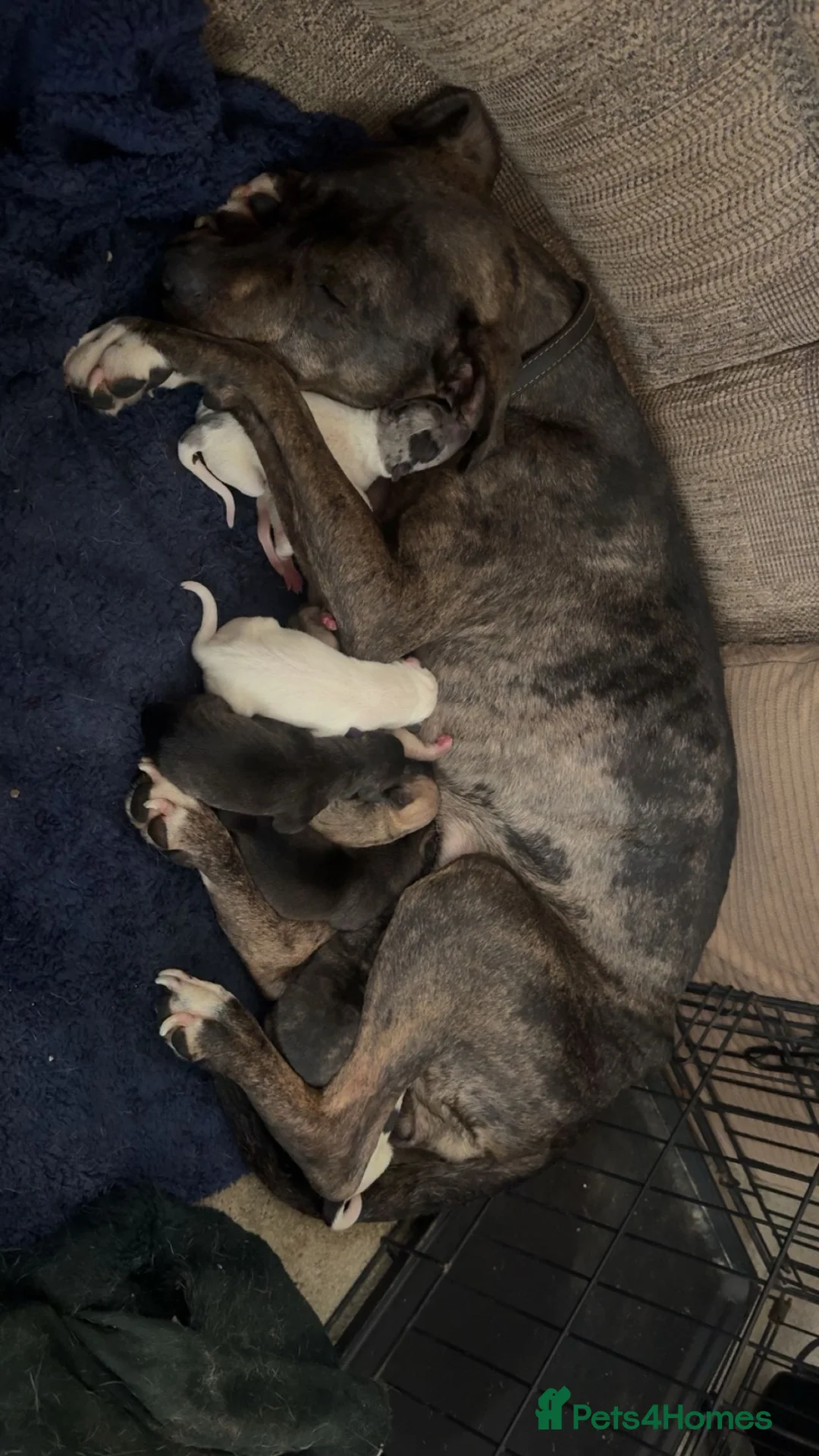 Mixed Breed dogs for sale: Puppies - Advert 5