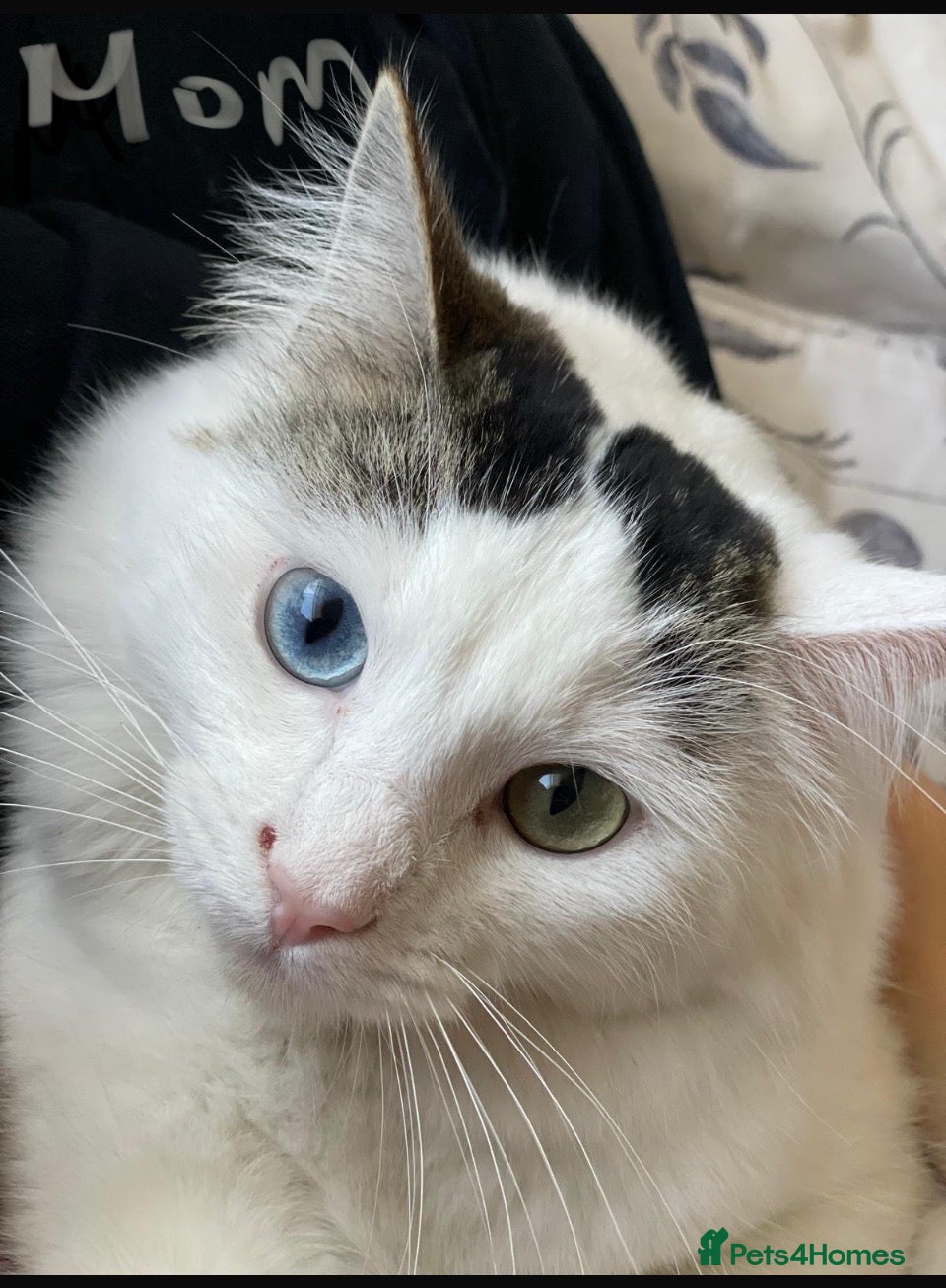 Ragdoll cats 4 Adorable Kittens – Ragdoll Mom &shorthair Dad 🐾 - Advert 5