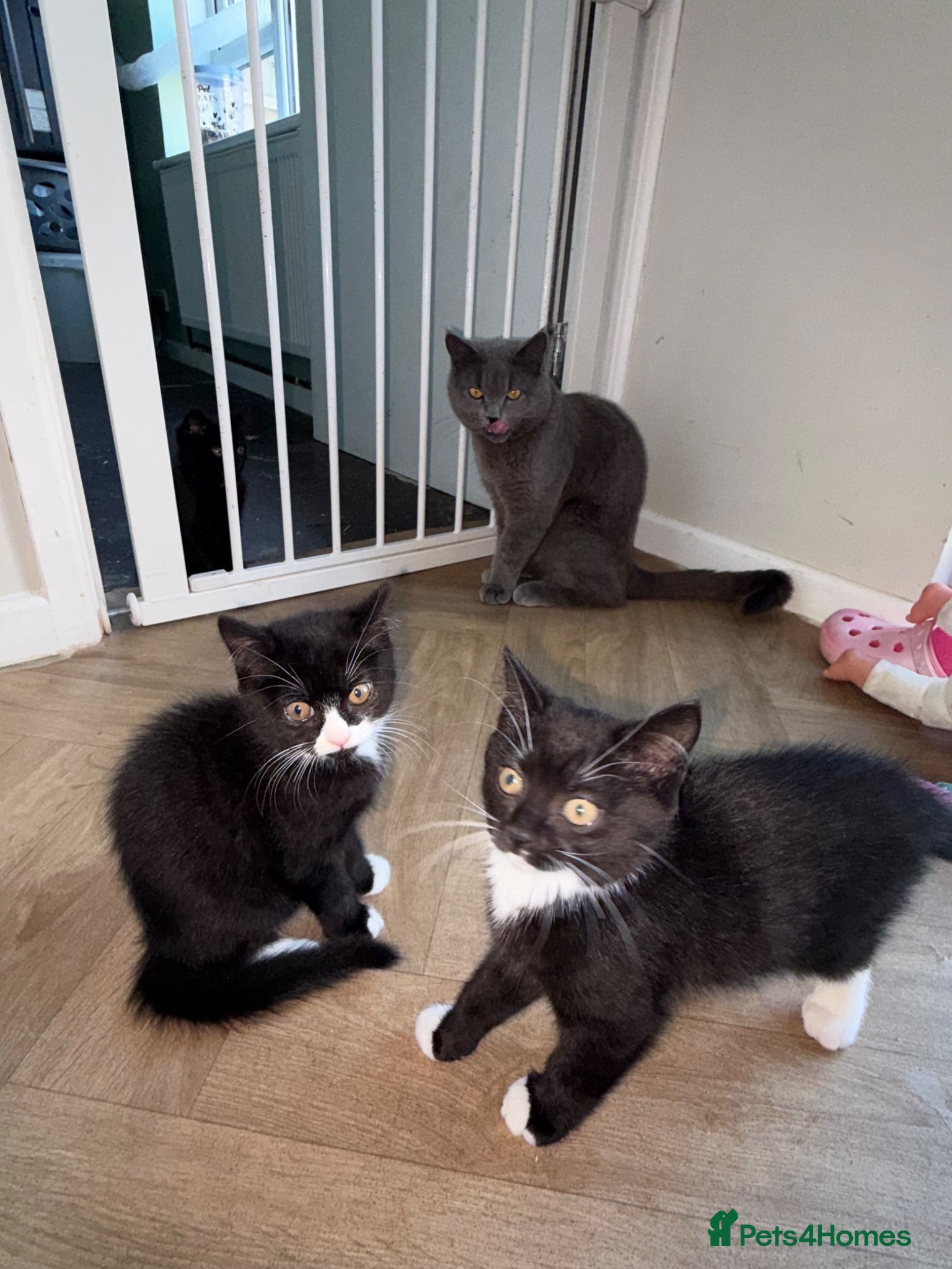 British Shorthair cats British Shorthair Kittens  - Advert 6