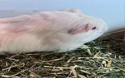 Guinea Pig rodents for sale: Beautiful baby Guinea pigs - Advert 6