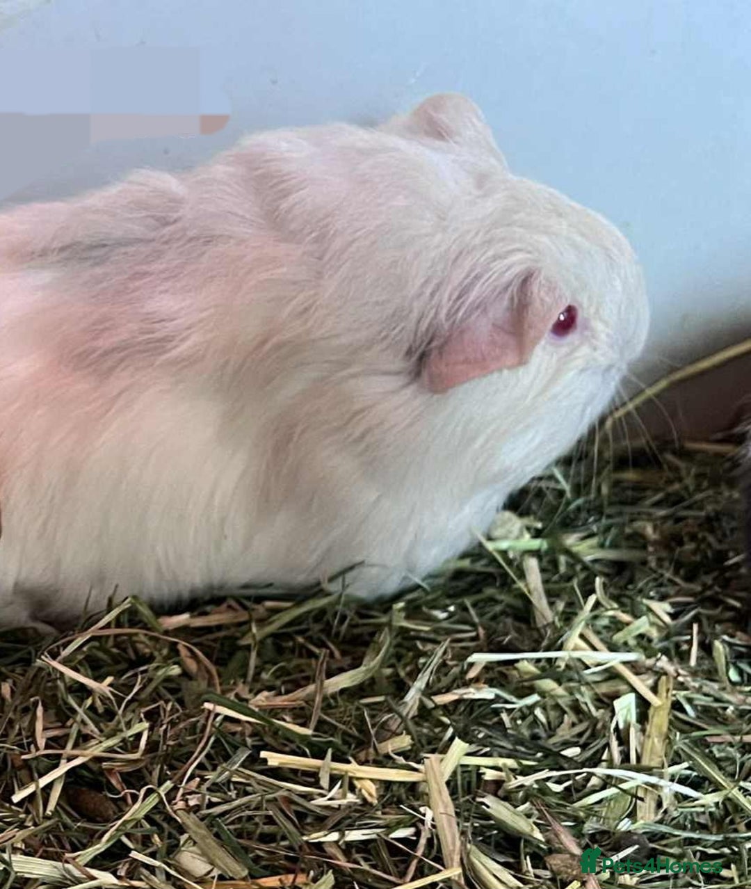 Guinea Pig rodents for sale: Beautiful baby Guinea pigs - Advert 6