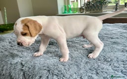 Pointer dogs for sale: KC reg Pointer Puppies - Image 26