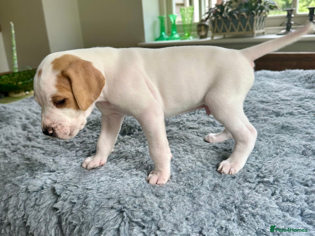 Pointer dogs for sale: KC reg Pointer Puppies - Image 26