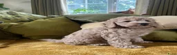 Cockapoo dogs for sale: Gorgeous cockapoos - Advert 4