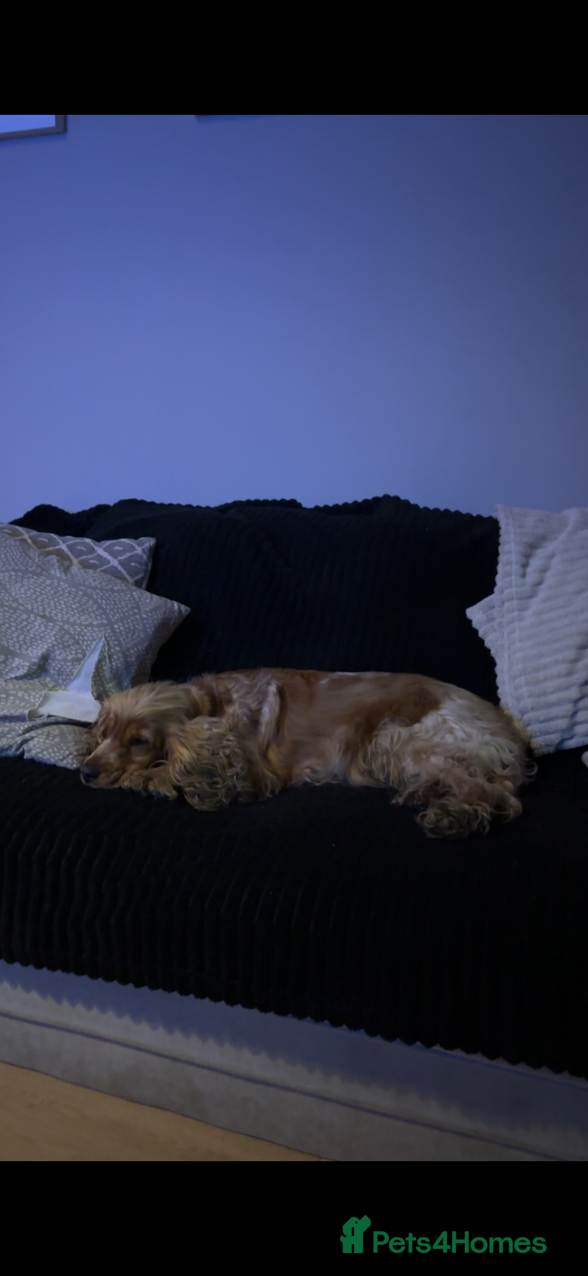 Cockapoo dogs Cockapoo puppies  - Advert 1