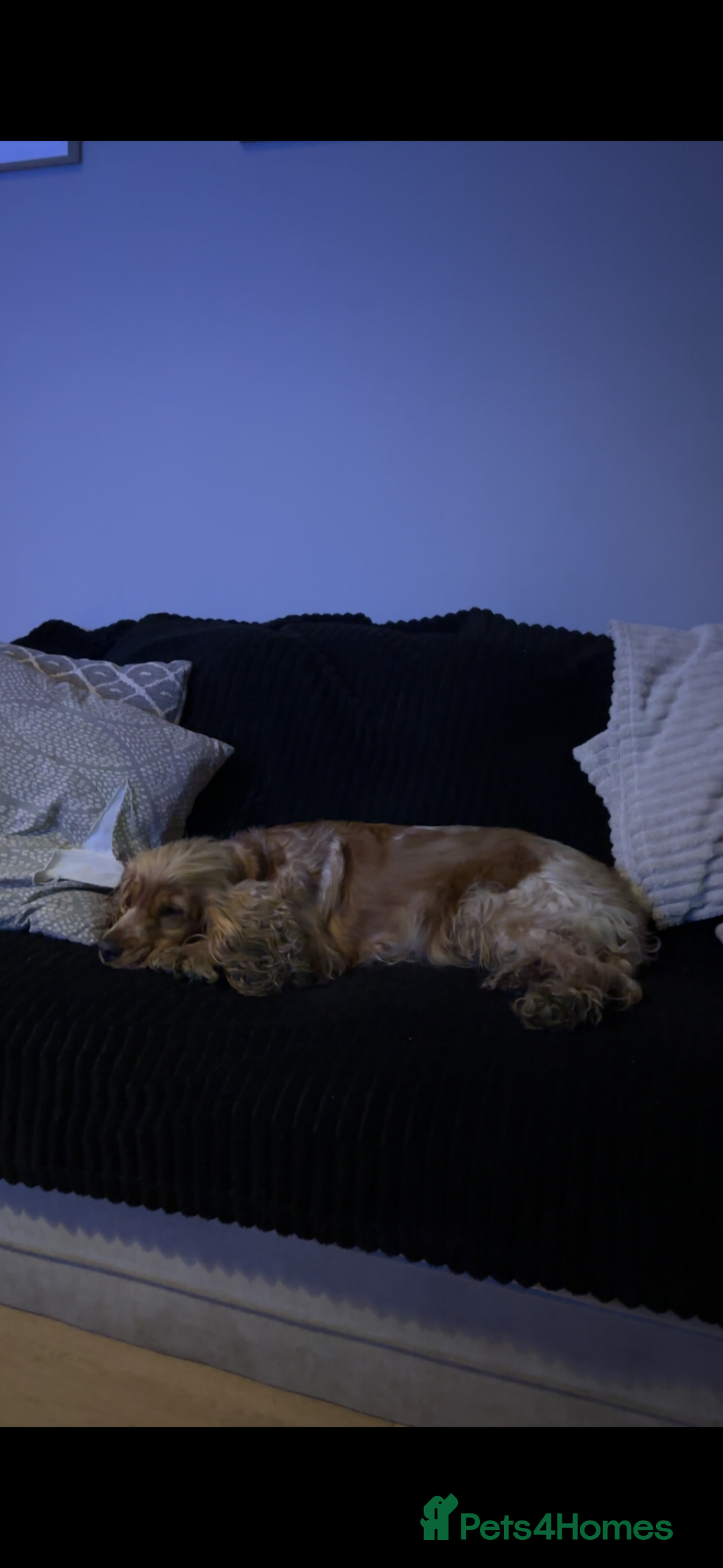 Cockapoo dogs for sale: Cockapoo puppies  - Advert 2