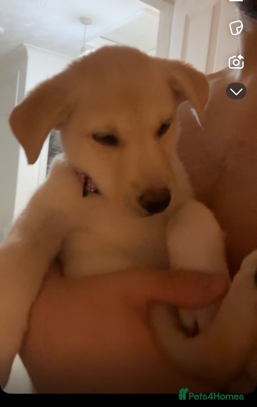 Mixed Breed dogs for sale: Labrador x husky puppy  - Advert 3