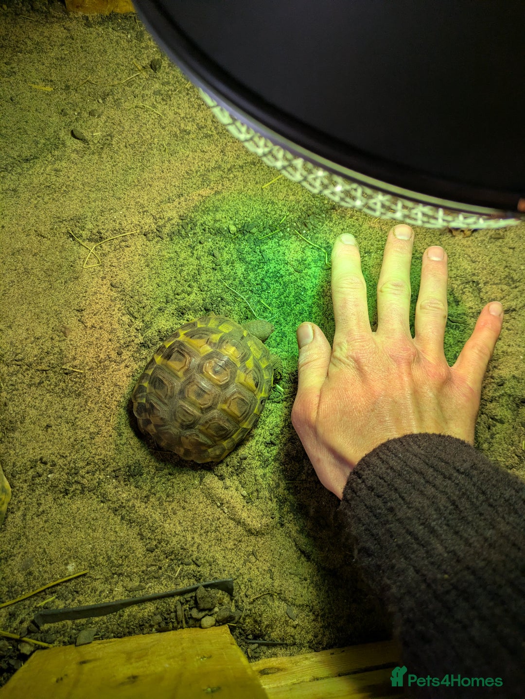 Tortoise reptiles for sale: Horsefield tortoise complete with everything - Advert 8