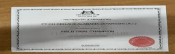 Labrador Retriever dogs for sale: Labrador puppys - Advert 5
