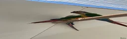 Conures birds for sale: Conure - Advert 3