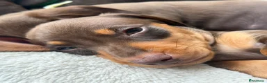 Miniature Dachshund 2