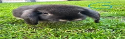 Mini Lop rabbits for sale: Mini Lop Rabbits For Sale  - Advert 17