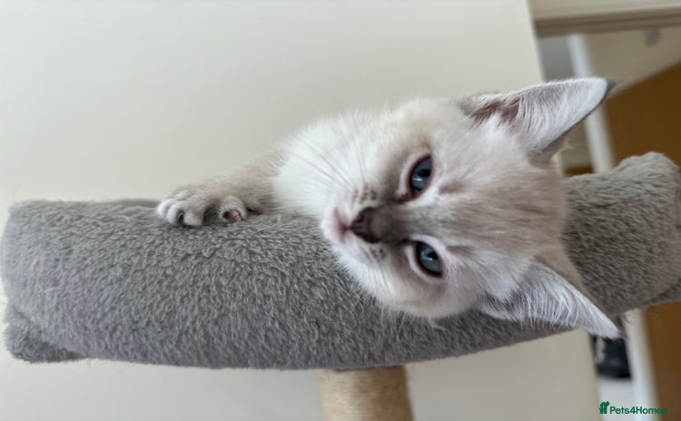 Mixed Breed cats - Advert 2