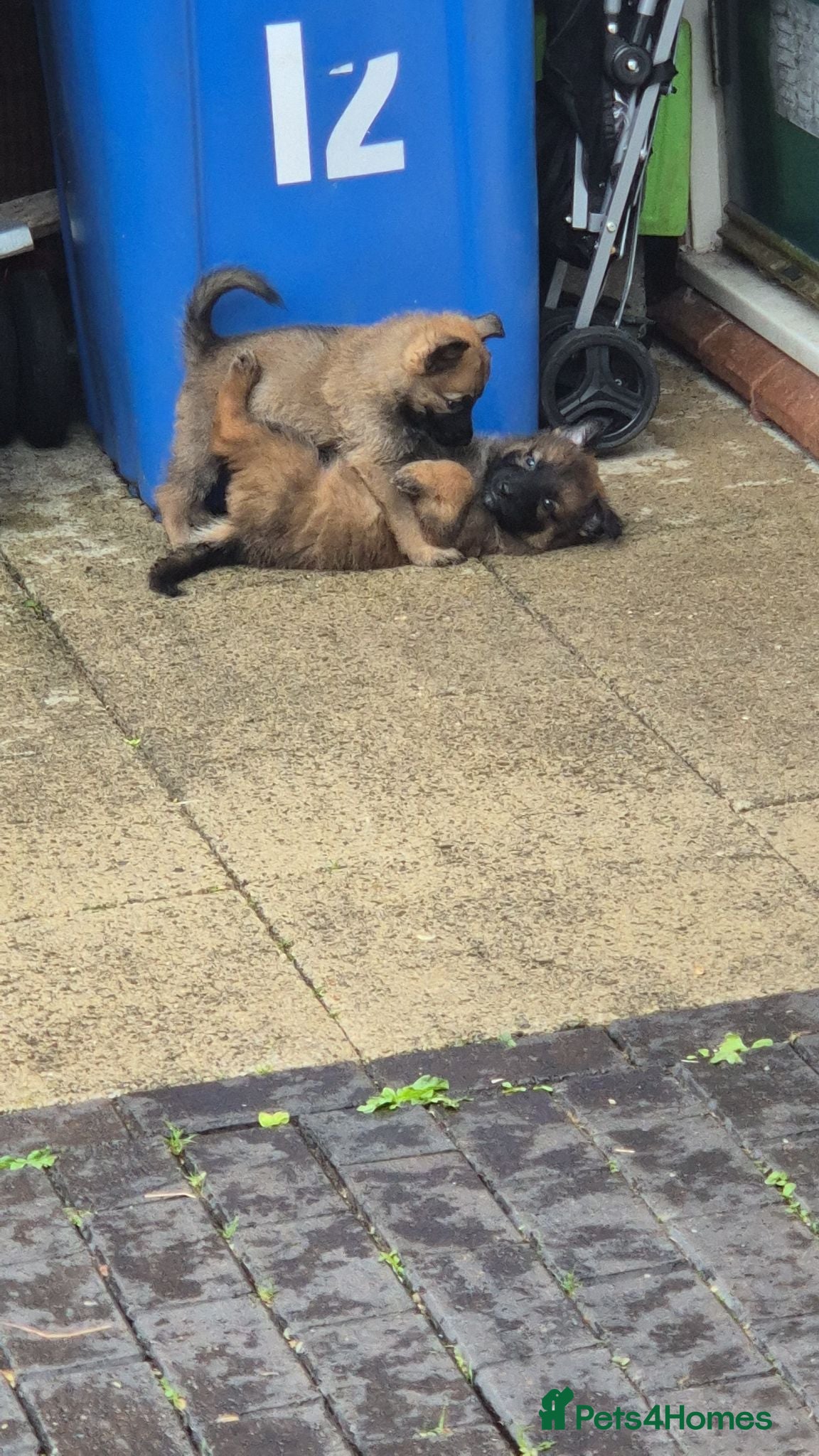 German Shepherd dogs REDUCED TO RESERVE  GERMAN SHEPHERD PUPPYS - Advert 1