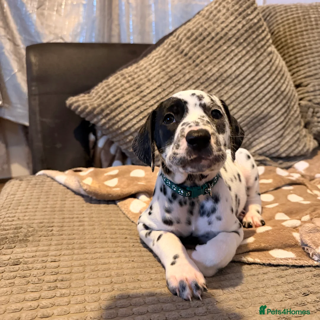 Dalmatian dogs for sale: 🐾Our Last Boy looking for forever home 🐶 💙 - Advert 16