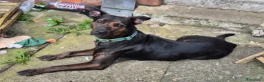 Mixed Breed 1