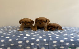Cavalier King Charles Spaniel dogs for sale: Cavalier King Charles  - Image 21