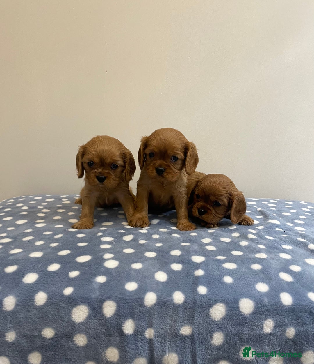 Cavalier King Charles Spaniel dogs for sale: Cavalier King Charles  - Image 21