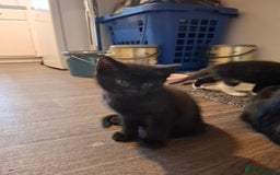 Mixed Breed cats for sale: seven funny kittens - Image 7