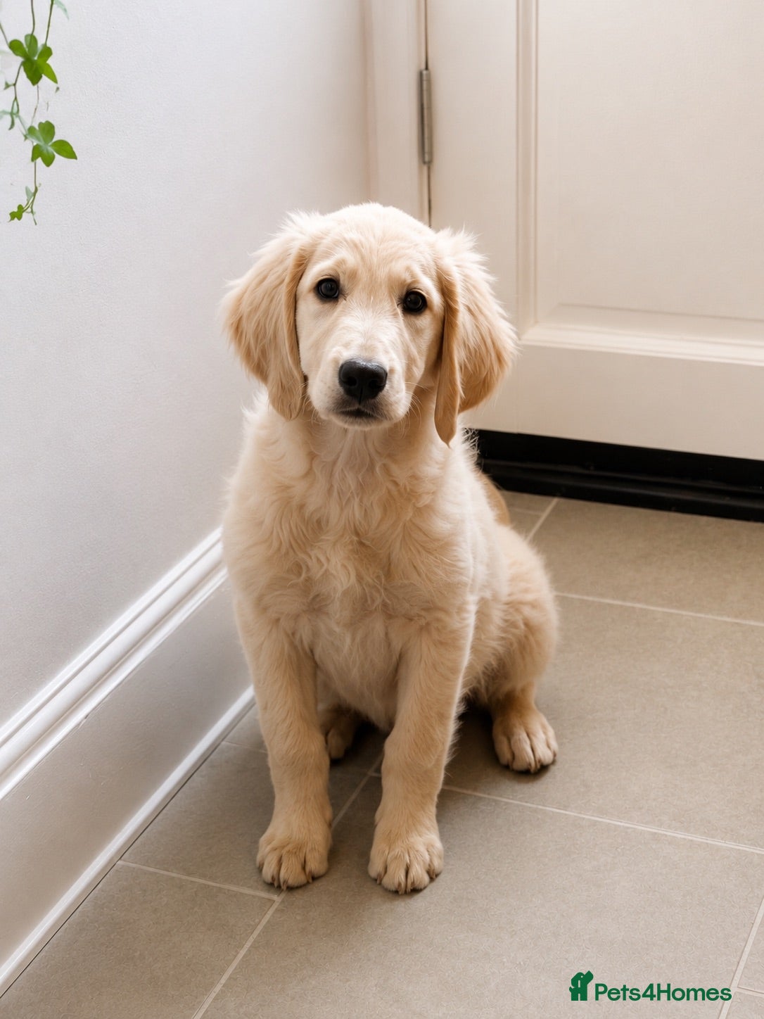 Goldendoodle dogs An Exceptional Litter Of  Golden doodles Ready Now - Advert 18
